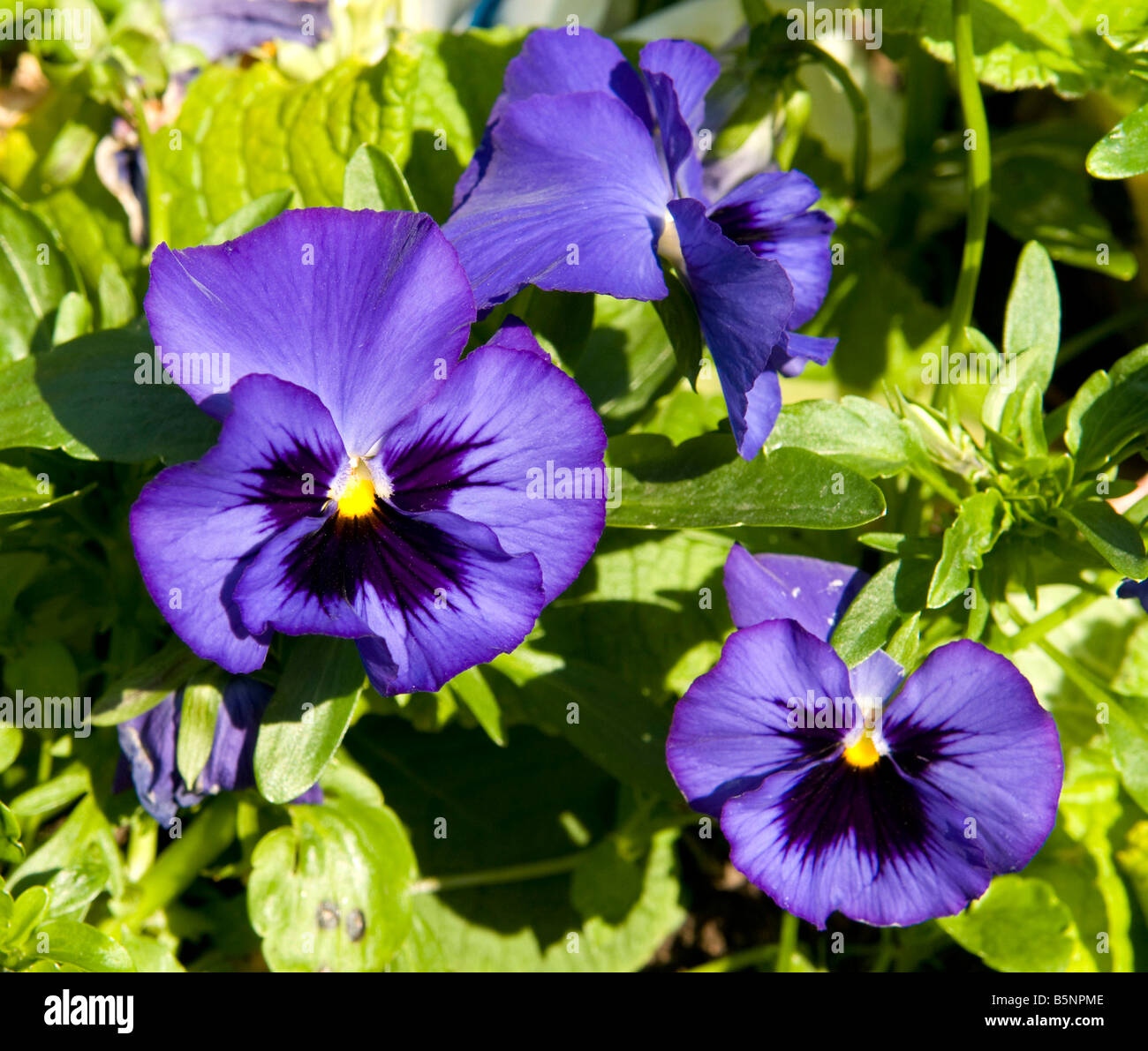 Violas Pansies`Blue Blotch` Stock Photo
